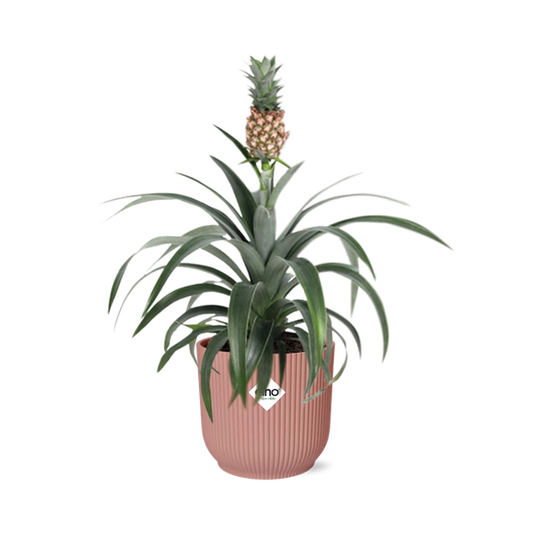 Ananas Mi Amigo in ELHO Vibes Fold 14cm roze