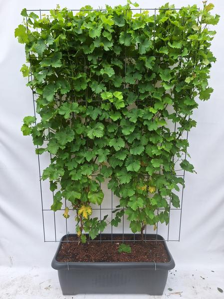 Vitis 'Himrod' - Kernlose Weinrebe - Fertighecke - 120 x 180 cm