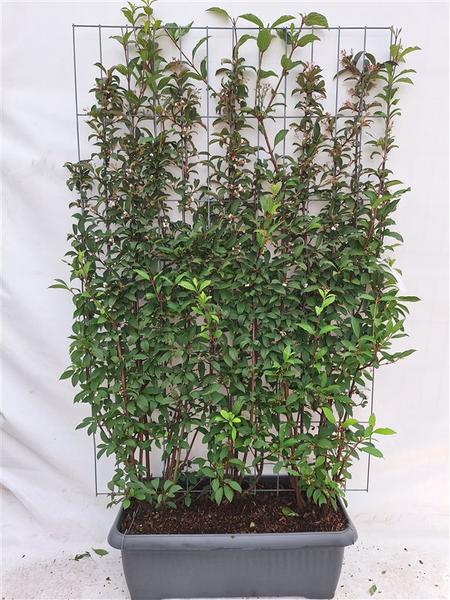 Viburnum bodn. 'Dawn' - Fertighecke - 120 x 180 cm - 1 pcs