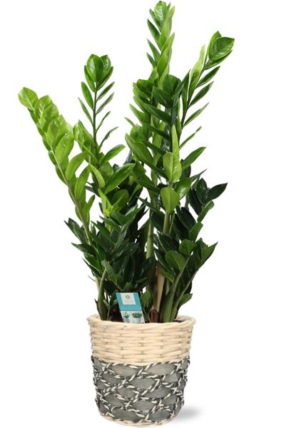 Zamioculcas - Ø21cm - ↕100cm + Lexi Pot D23x21cm - Grau