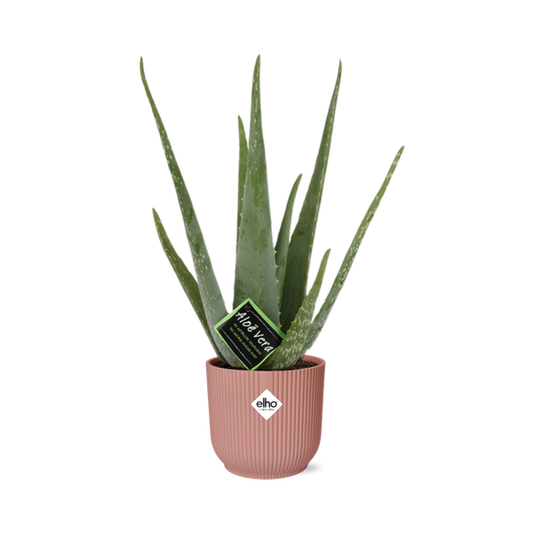 Aloe Vera 12cm in ELHO Vibes Fold 14cm roze