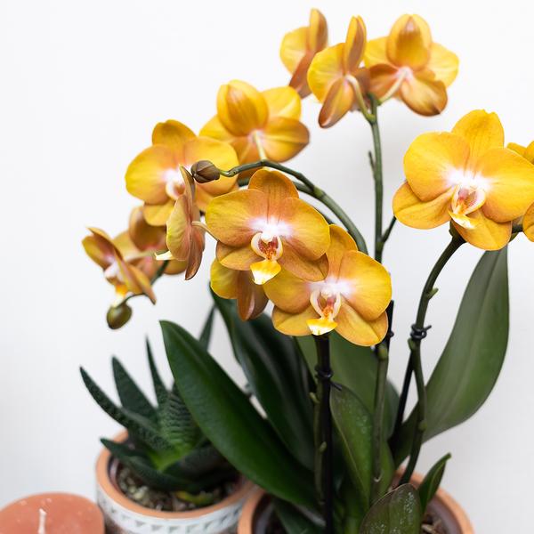 Kolibri Orchids | Orange Phalaenopsis-Orchidee Las Vegas im goldenen Groove-Ziertopf - Ø12cm