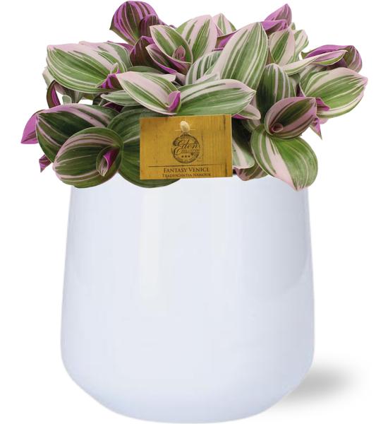 Tradescantia Nanouk - Ø15cm - ↕25cm + Puglia Pot D16,5/18x16cm - Weiß