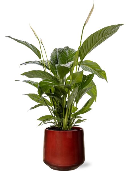 Spathiphyllum Bingo Cupido - Ø19cm - ↕80cm + Puglia Pot D21/23,5x21cm - Rot
