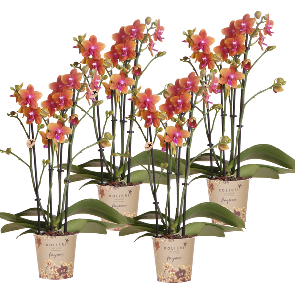 Kolibri Orchids | KOMBI ANGEBOT von 4 duftenden orangefarbenen Phalaenopsis-Orchideen - Topfgröße Ø12cm | blühende Zimmerpflanze - frisch vom Züchter
