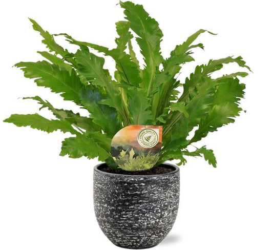 Asplenium Campio - Ø17cm - ↕50cm + Tim Pot D18x16cm - Schwarz Weiß