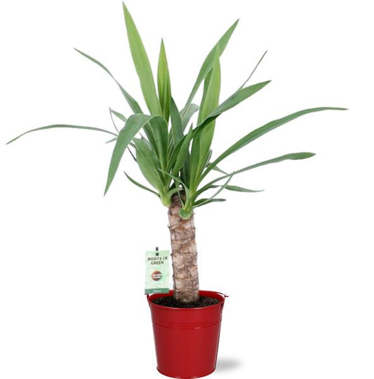 Yucca - Ø12cm - ↕50cm + Emmer D12,5x11,5cm - Rot