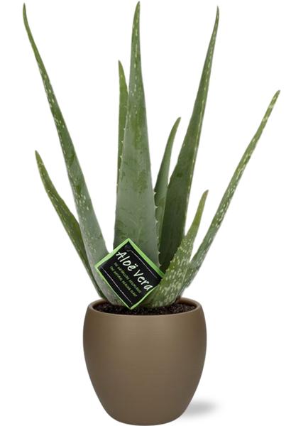 Aloe vera - Ø12cm - ↕40cm + Bowl Pot D13/14,5x13cm - Braun