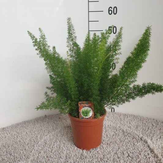 Asparagus D. Meyers - Ø17cm - ↕50cm