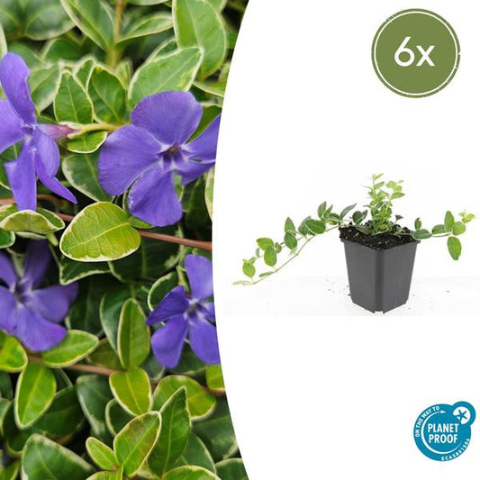 Vinca minor 'Ralph Shugert' - ↕10-25cm - Ø9cm - 6x