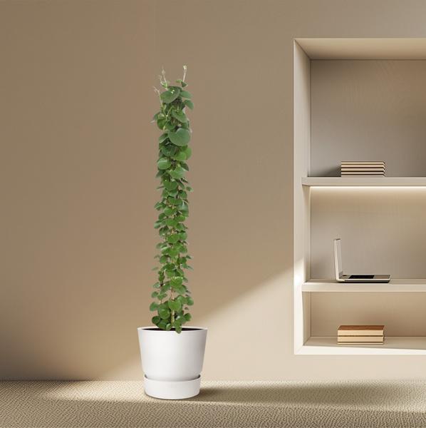Cissus rotundifolia pyramide - 160 cm - ø27