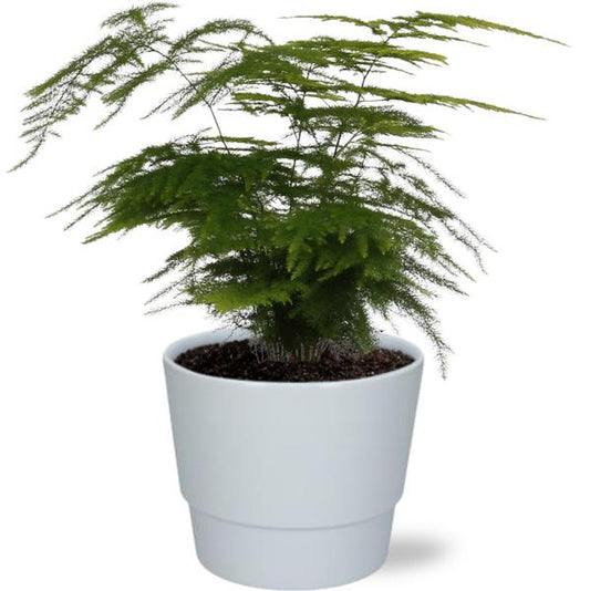 Asparagus Setaceus - Ø12cm - ↕28cm + Pot Basic D14,5x12cm - Weiß