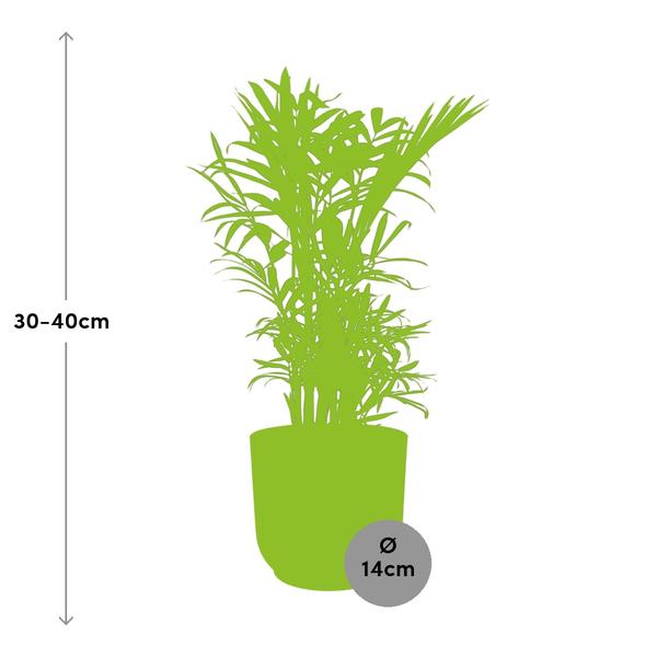 Chamaedorea Elegans in Topf 40cm - 14cm Gelb