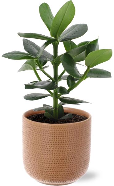 Clusia Rosea Princess - Ø12cm - ↕15cm + Topf - Braun