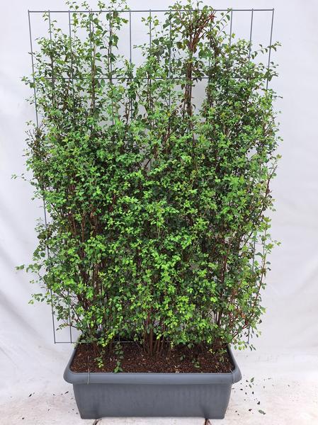 Spiraea Vanhouttei - Spierstrauch - Fertighecke - 120 x 180 cm