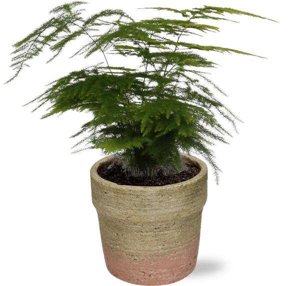Asparagus Setaceus - Ø12cm - ↕28cm + Invorno Pot D13,5x12,5cm - Natürlich