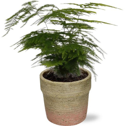 Asparagus Setaceus - Ø12cm - ↕28cm + Invorno Pot D13,5x12,5cm - Natürlich