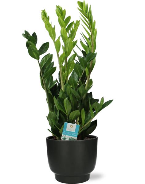 Zamioculcas Zamiifolia - Ø17cm - ↕65cm + Potenza Pot D17,5x15cm - Schwarz