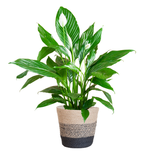 Spathiphyllum mit Korb Lissabon Schwarz - 80cm - Ø21