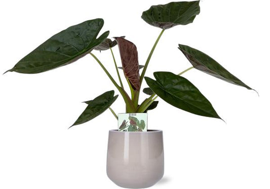 Alocasia Wentii - Ø19cm - ↕85cm + Puglia Pot D21/23,5x21cm - Grau