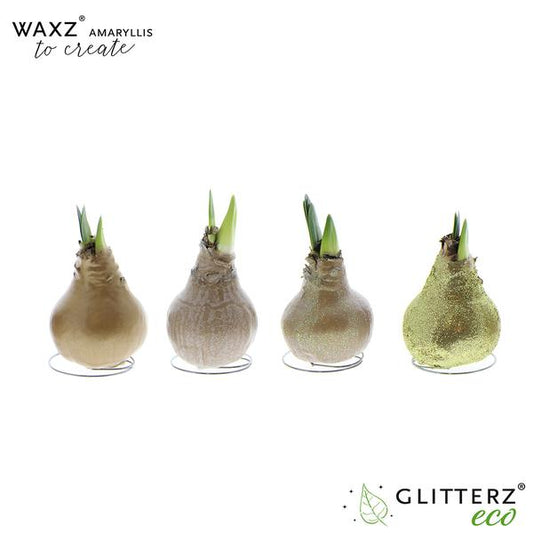 Amaryllis Waxz To Create Gold - 4 Stücke - Ø7 cm - ↕15 cm