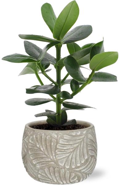 Clusia Rosea Princess - Ø12cm - ↕15cm + Topf - Grau
