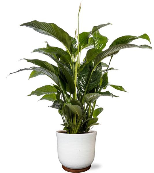 Spathiphyllum Bellini - Ø24cm - ↕100cm + Jayla Pot D27x25cm - Weiß