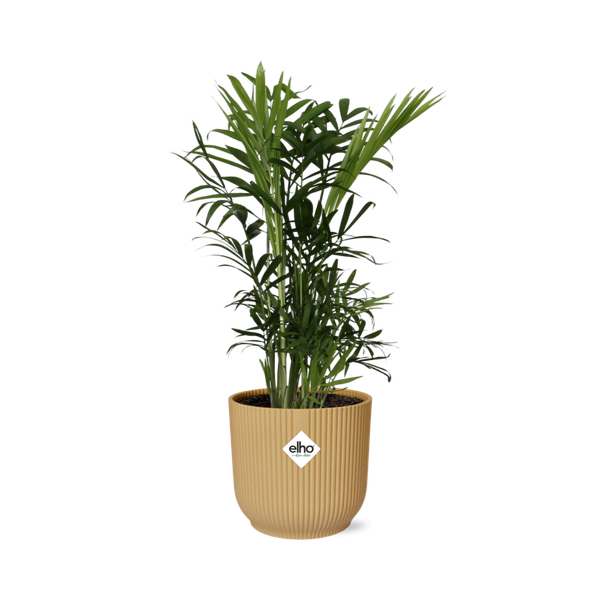 Chamaedorea Elegans in Topf 40cm - 14cm Gelb