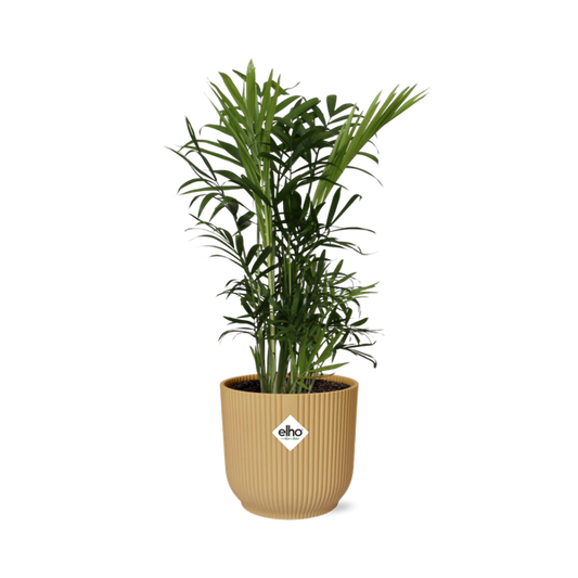 Chamaedorea Elegans in Topf 40cm - 14cm Gelb
