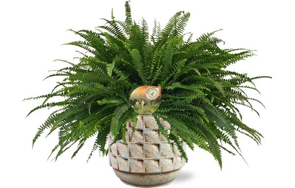 Nephrolepis Green Lady