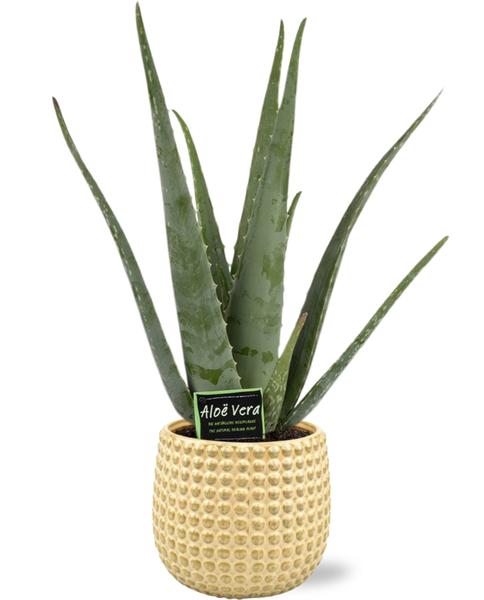 Aloe Vera - Ø19cm - ↕70cm + Bubble Pot D19,5x17,5cm - Gold