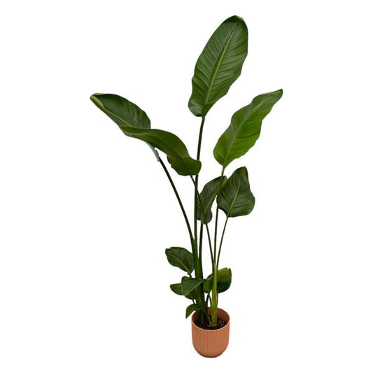 Strelitzia Nicolai mit Topf Rosa - 100 cm - Ø18