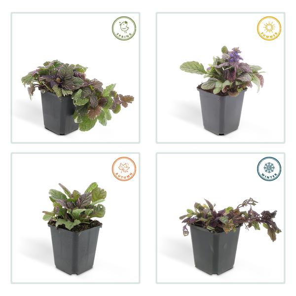 Ajuga reptans 'Burgundy Glow' - ↕25cm - Ø9cm - 6x