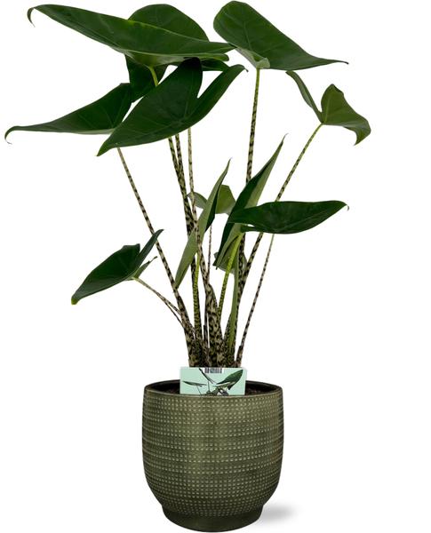 Alocasia Zebrina - Ø19cm - ↕75cm + Lykke Pot D21x20cm - Grün