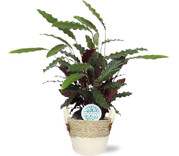 Calathea Rufibarba - Ø21cm - ↕85cm + Topf - Weiß