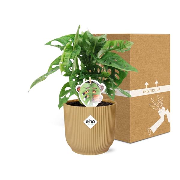 Monstera ‘Monkey Leaf’ in Topf 14cm Gelb