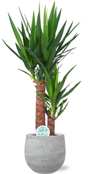 Yucca Elephantipes - Ø17cm - ↕85cm + Ryan Pot D18x16cm - Weiß