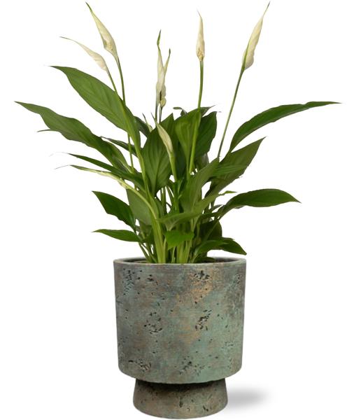 Spathiphyllum Bingo Cupido - Ø12cm - ↕45cm + Pot Aily D14x18cm - Grün
