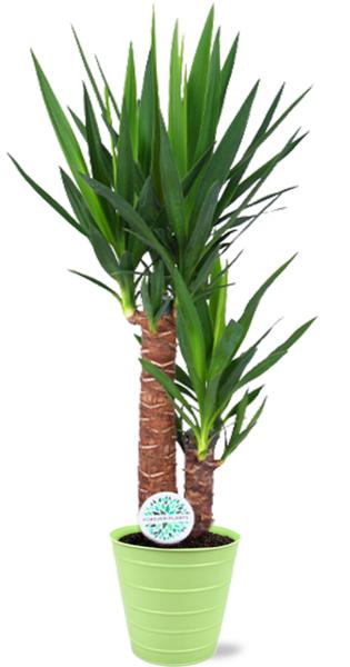 Yucca Elephantipes - Ø17cm - ↕85cm + Bodhi Pot D18x17cm - Grün