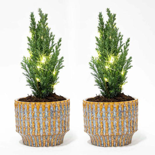 Set van 2 - Kerstboom 'Ellwoodii' + Pot Echo + 20 led lampen - 25 - 30 cm hoog