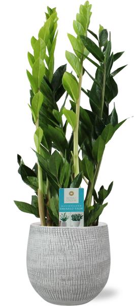Zamioculcas Zamiifolia -  Ø17cm - ↕70cm + Ryan Pot D18x16cm - Weiß