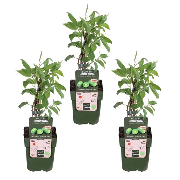 3x - Actinidia arguta 'Issai' - ↨45cm - Ø13