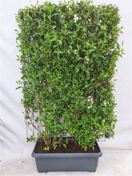 Weigela 'Rosea' - Weigelie - Fertighecke - 120 x 180 cm