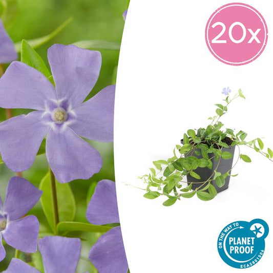Vinca minor 'La Grave' - 20x