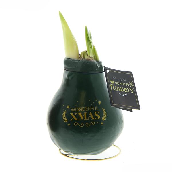 Ohne Wasser Blumen (wax amaryllis)  XMAS Grün + Rote Blumen