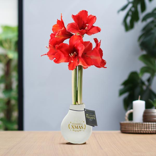 Ohne Wasser Blumen (wax amaryllis)  XMAS Weiß + Rote Blumen
