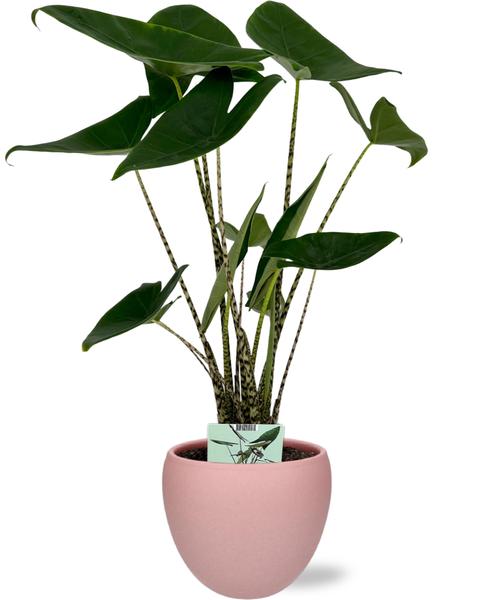 Alocasia Zebrina - Ø19cm - ↕75cm + Bowl Pot D19/21x18,5cm - Rosa