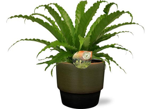 Asplenium Osaka - Ø17cm - ↕40cm + Erik Pot D18x15cm - Dunkelgrün