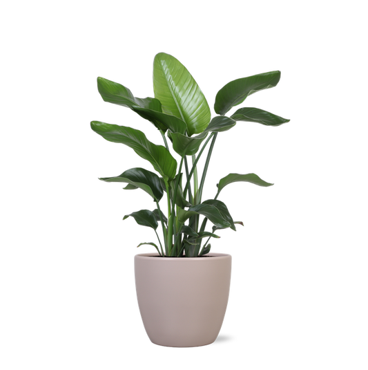 Strelitzia Nicolai - Ø21cm - ↕80cmin Boule TAUPE pot