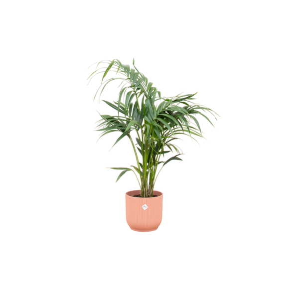 Kentia palme + Topf Rosa Ø25 - 130 cm